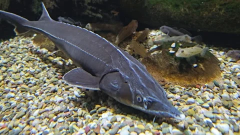 A small sturgeon fish Stock Footage 295230545