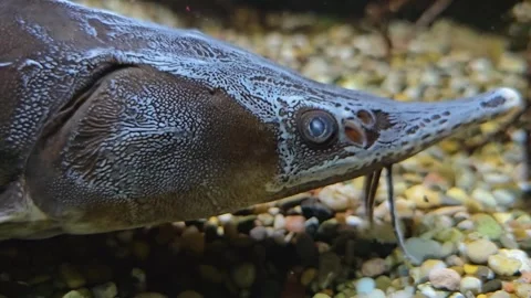  small sturgeon head Stock Footage 277365205