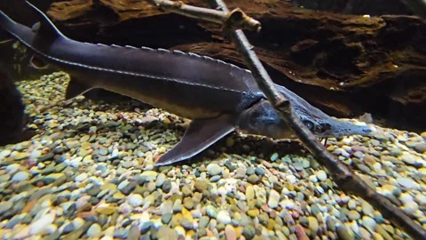 A small Sturgeon swimming Stock Footage 264140068
