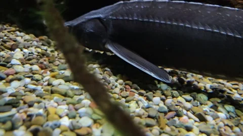 A small sturgeon swimming Stock Footage 294333676