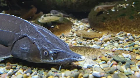 A small sturgeon swimming Stock Footage 295214401