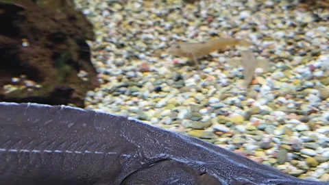 A small Sturgeon swimming Video stock 295323541