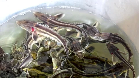 Small sturgeons swimming in a plastic container. Stock Footage 341109713