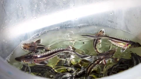 Small sturgeons swimming in a plastic container. Vidéo 343233863