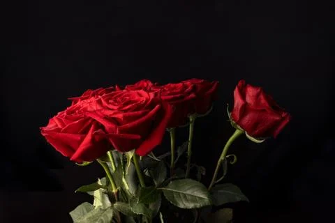 Small subtle drops of water on a bouquet of red roses with green stems and le Stock Photos