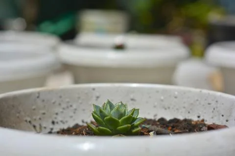 Small succulent in ceramic pot with copy space 库存照片