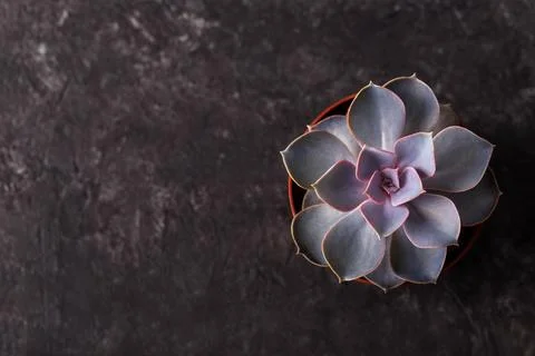 Small succulent Echeveria Stock Photos