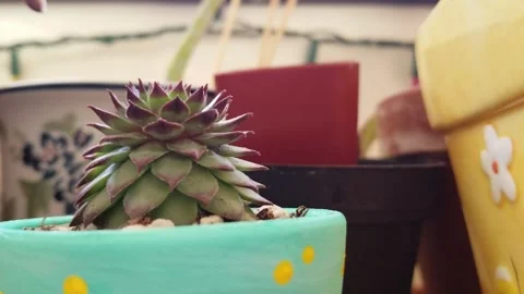 Small succulent in a painted pot Stock Footage 244489146