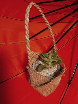 Small succulent Stockfoto's