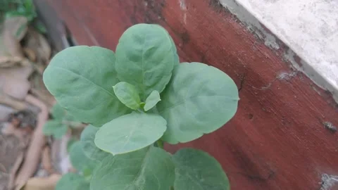Small Succulent Plant With Thick Oval Green Leaves Like Purslane Stock Footage 345653461