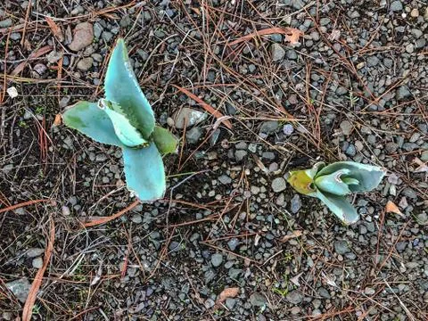 Small Succulent Plants 스톡 사진