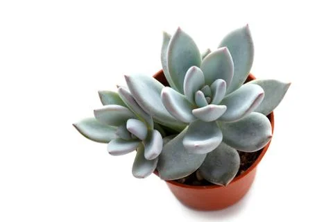 Small succulent in a pot Stock Photos
