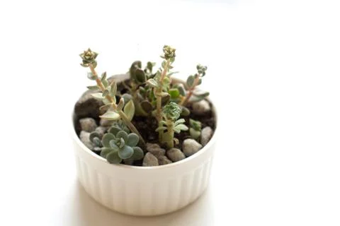 Small succulent sprouts composition Stock Photos