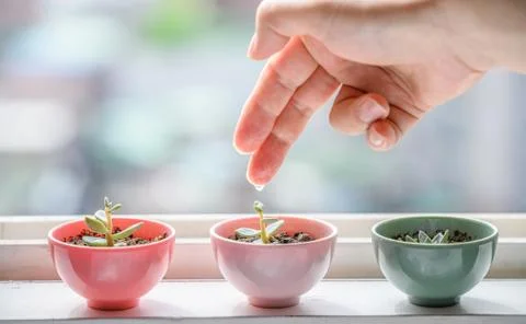 A small succulent on the window sill waters the pots with his fingers. Stock Photos