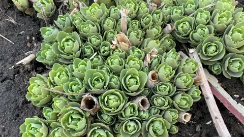 Small succulents on open ground, top view Stockbeeldmateriaal 236431572