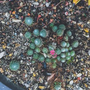 Small Succulents 스톡 사진