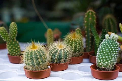 Small succulents 写真素材