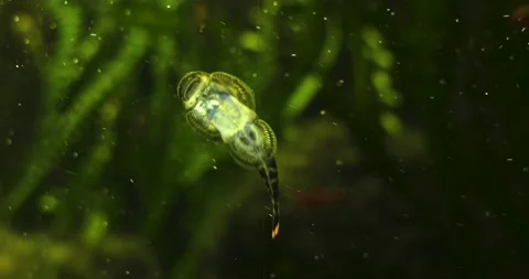 Small sucker fish on glass Stock-Footage 134846247