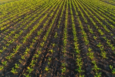 Small sugar beet plants thrive in organized rows across the farm field, soa.. Stockfoto's