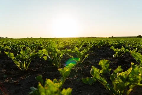 Small sugar beet sprouts close-up Stock-Fotos