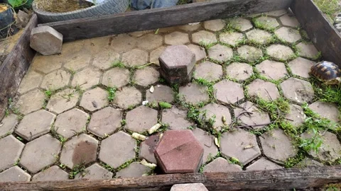 A small sulcata tortoise wanders around Vídeos de archivo 304966209