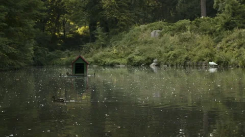 A small summer lake Stock Footage 261434143