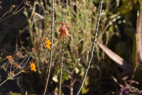 Small Sunbird Stock Photos