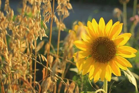 Small sunflower in field Stock Photos