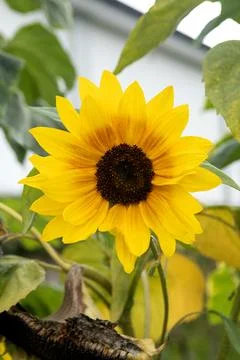 Small sunflower forms the first seeds Stock Photos