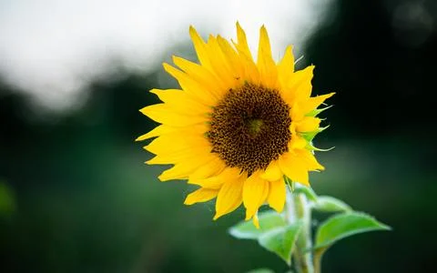 A small sunflower grows in a field Stock Photos