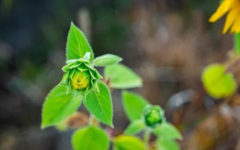 A small sunflower grows in a field Stock Photos