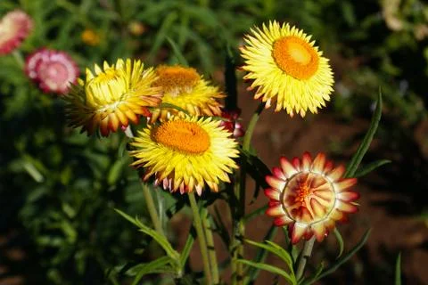 Small sunflower Stock Photos