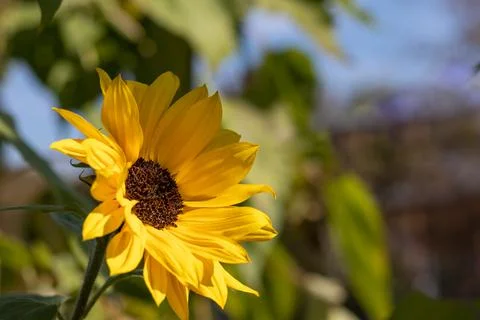 Small Sunflower. Fotos Stock