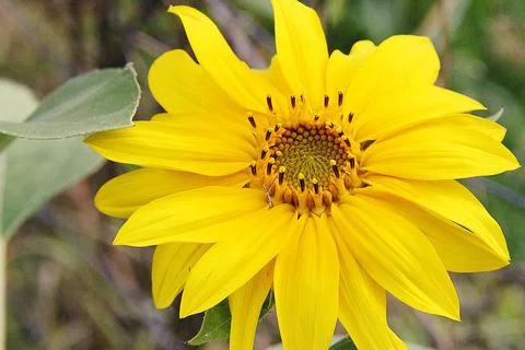 Small sunflower Foto stock