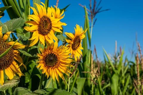 Small sunflowers in a field with corn. Stock Photos
