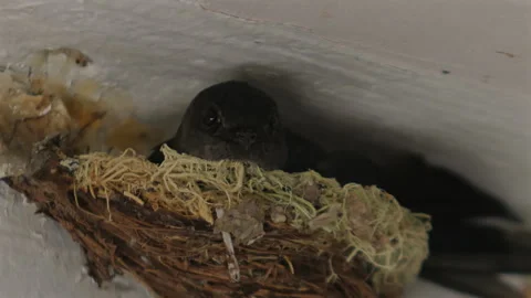 Small swallow bird nestled in cozy nest, peeking out from white wall Video stock 289128657
