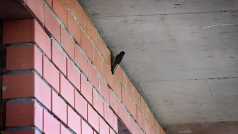 A small swallow builds a nest under the balcony of a brick house Stock Footage 246489591