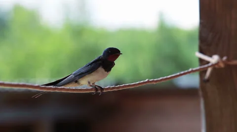 Small swallow flying and sitting on a rope Stock Footage 25944214