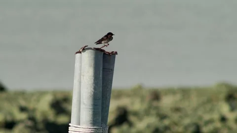 Small Swallow Resting on a Coastal Post in Soft Morning Light 動画素材 337612802
