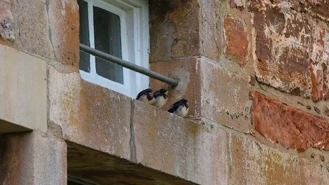 Small swallows wait for food Stock Footage 79570251