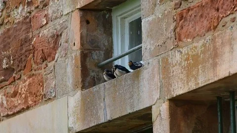 Small swallows wait for food 库存影片 79570253