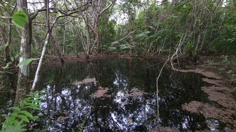 Small Swamp in a Forest Filled with Leaves 4k Stock Footage 219414183