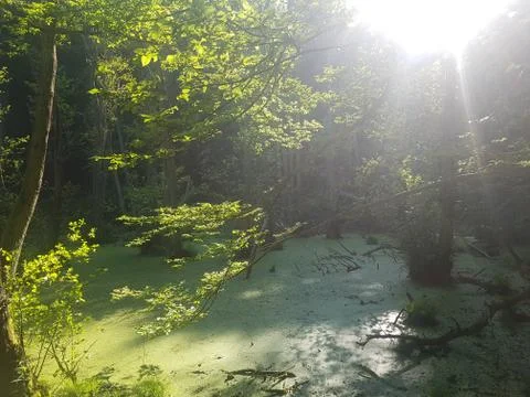 Small swamp in a forest Stock Photos