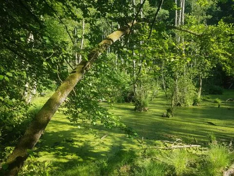 Small swamp in a forest Stock Photos