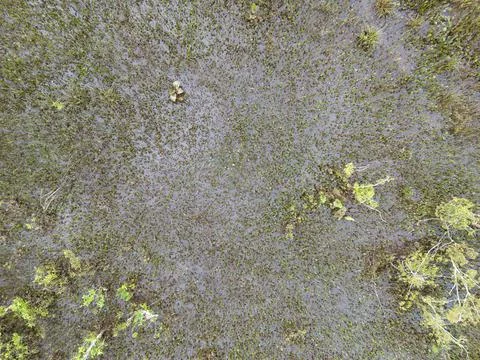 Small Swamp in Itaja Foto stock