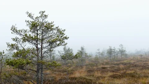 Small swamp pine trees 動画素材 97302963