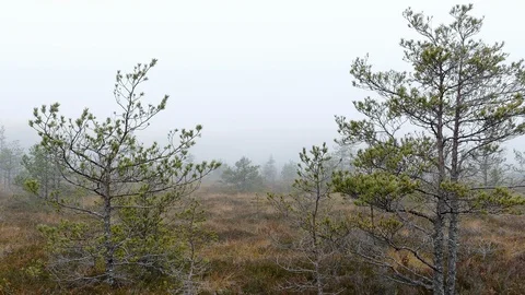 Small swamp pine trees Stock-Footage 97303202