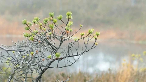 Small swamp pine trees Stock-Footage 97303777