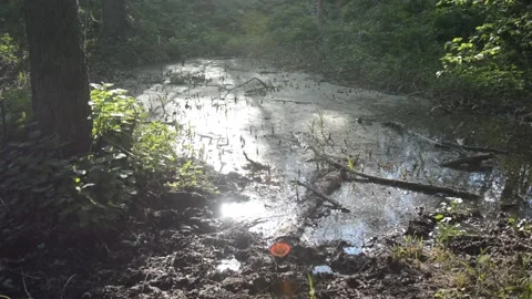 A small swamp sparkles in the sun in a dense summer forest Stock Footage 130818704
