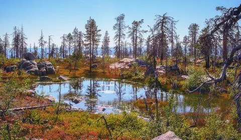 Small Swamp On Top Of Mount Stock Photos